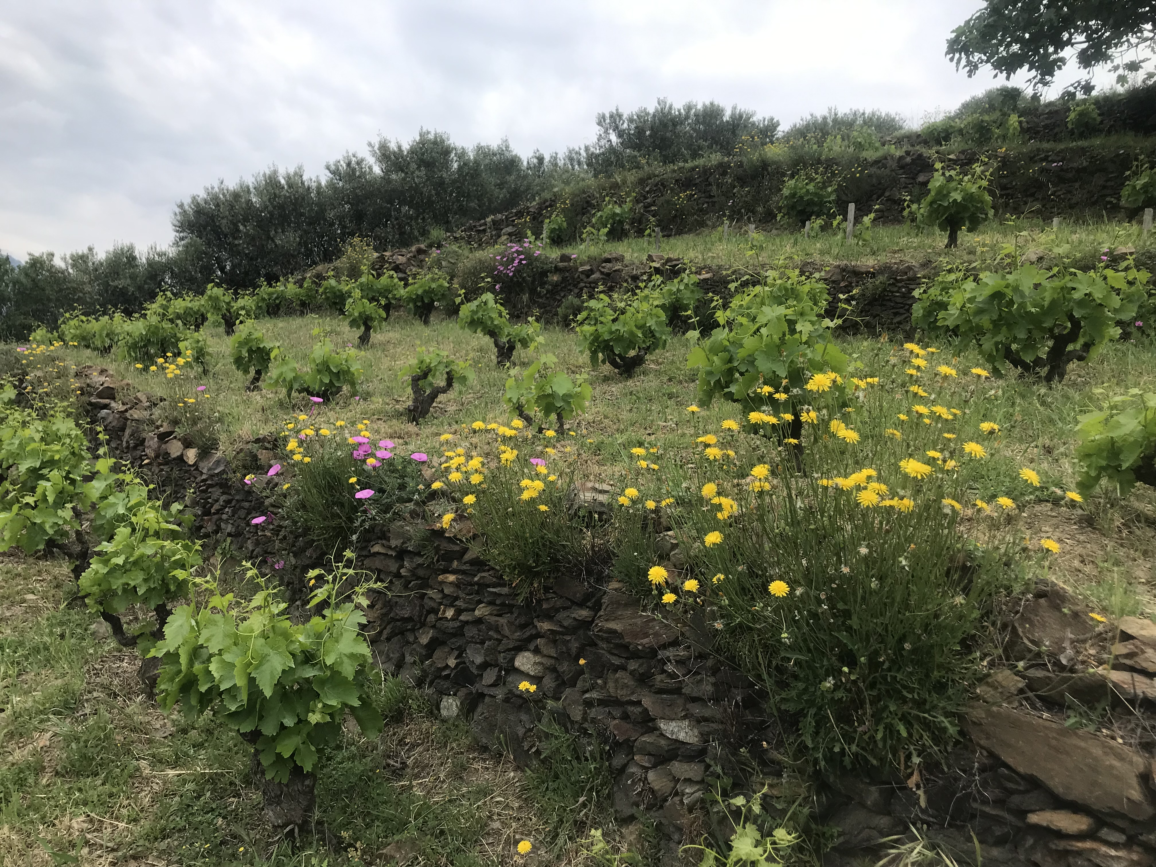 Vignes et murettes en pierre sèche 